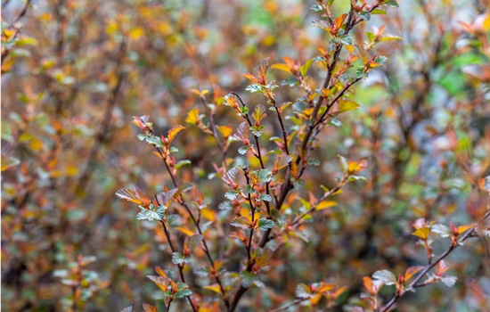 Physocarpus op. 'Magical Sweet Cherry Tea'