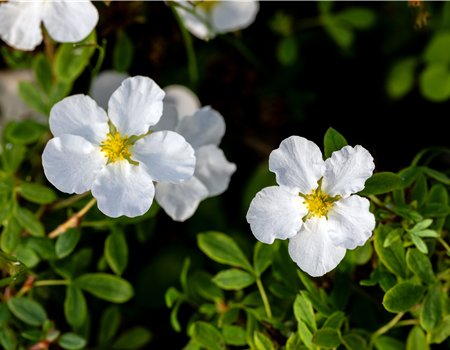 Potentilla frut. 'Bella Bianca'