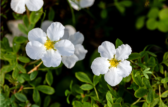 Potentilla frut. 'Bella Bianca'