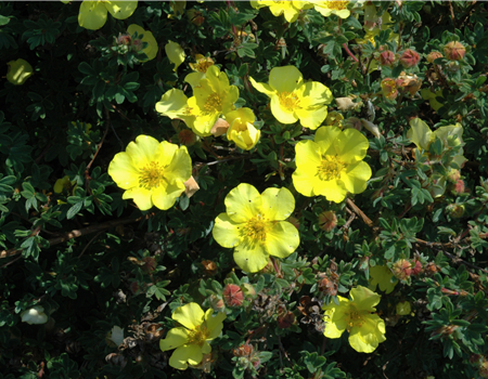 Potentilla frut. 'Elisabeth'