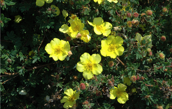 Potentilla frut. 'Elisabeth'