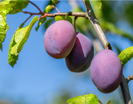 Prunus dom. 'Hauszwetschke'