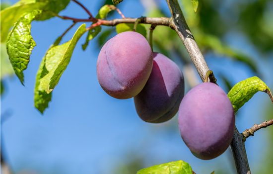 Prunus dom. 'Hauszwetschke'