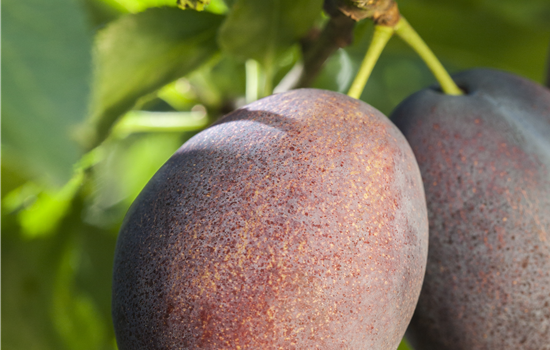Prunus ital. 'Graf Althans'