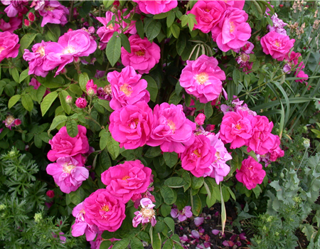 Rosa rugosa 'Angelia Purple'