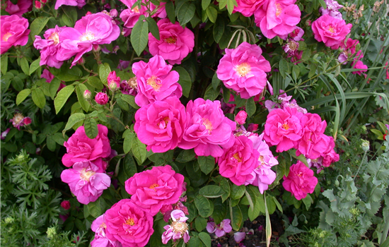 Rosa rugosa 'Angelia Purple'