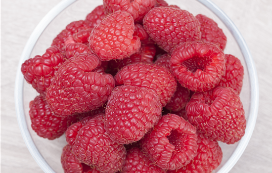 Rubus 'Autumn Belle'