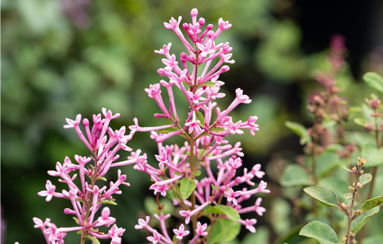 Syringa 'Bloomerang Pink Perfume'