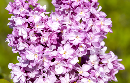 Syringa v.'Andenken a Ludwig Späth'