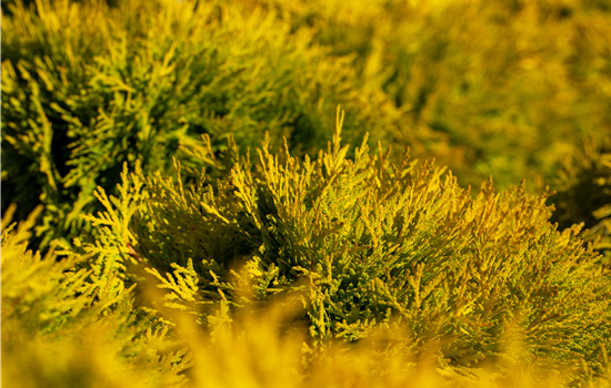 Thuja occ. 'Amber Glow'