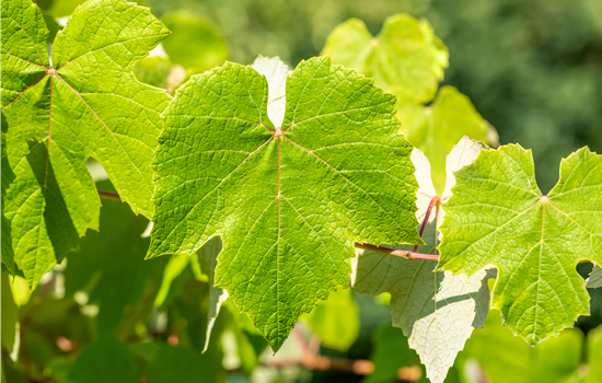 Vitis 'Muskat Blue'