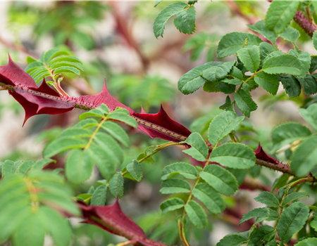 Rosa 'Omeiensis Pteracantha'