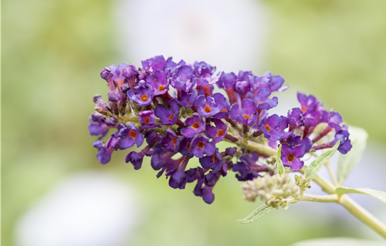 Buddleja 'Purple Chip'