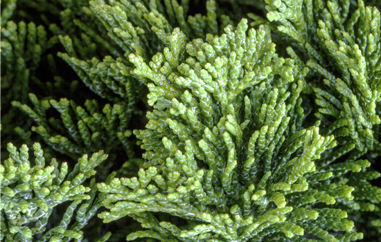 Chamaecyparis obt. 'Coralliformis'