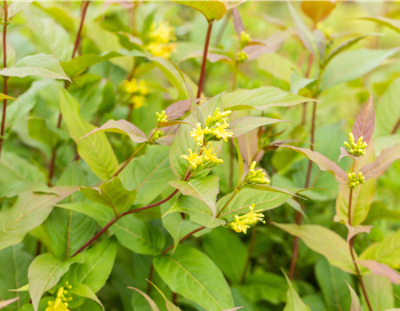 Diervilla rivularis 'Honeybee'