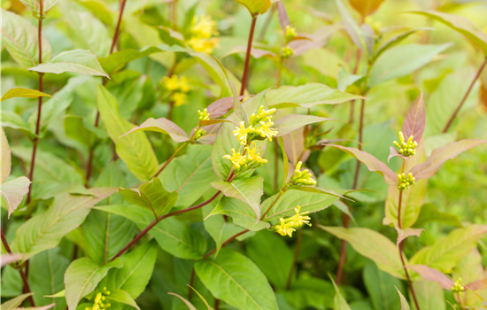 Diervilla rivularis 'Honeybee'