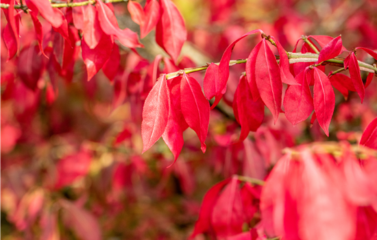 Euonymus alatus 'Fire Ball'