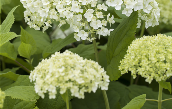 Hydrangea arb. 'Flower WOW'