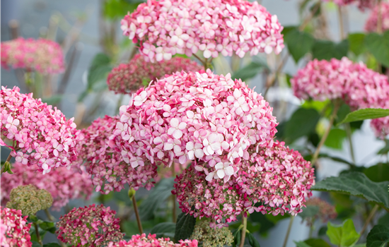 Hydrangea arb. 'Pink Percussion'