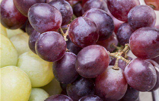 Vitis vin. 'Heike'