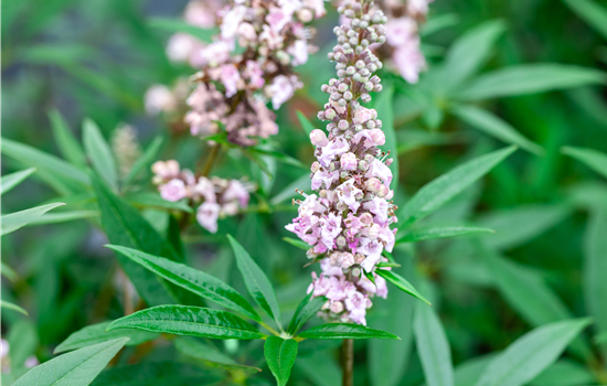 Vitex agnus-castus 'Galactic Pink'