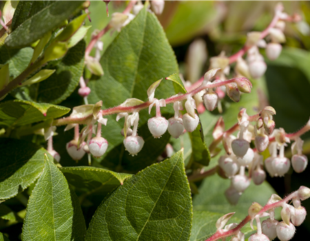 Vaccinium mac. 'Red Star'