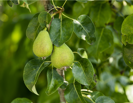 Pyrus com. 'Nagowitzer'
