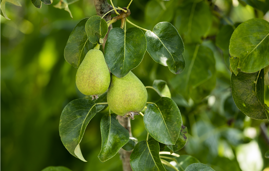 Pyrus com. 'Nagowitzer'