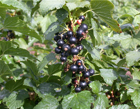Ribes nigrum 'Ben Hope'