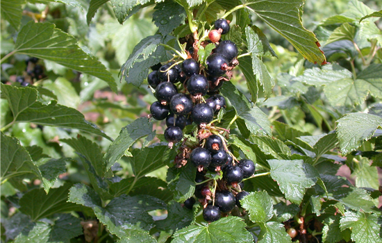 Ribes nigrum 'Ben Hope'