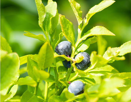 Vaccinium myrtillus