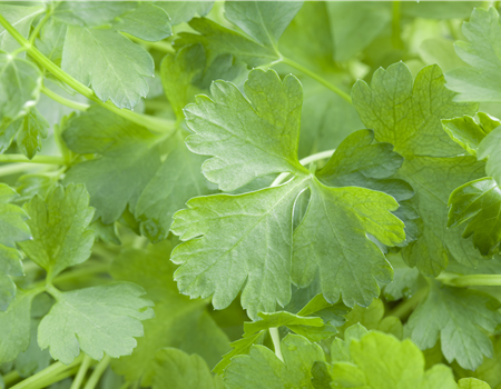 Petroselinum crispum var. neopolitanum