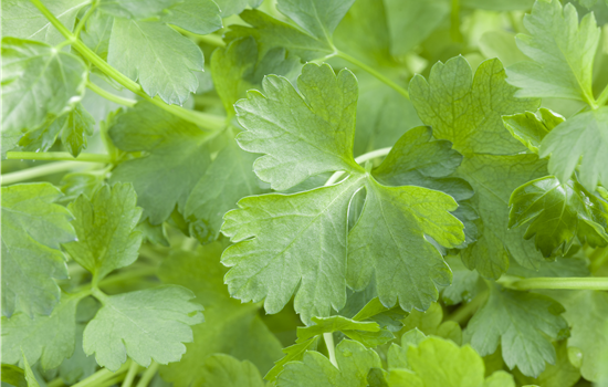 Petroselinum crispum var. neopolitanum