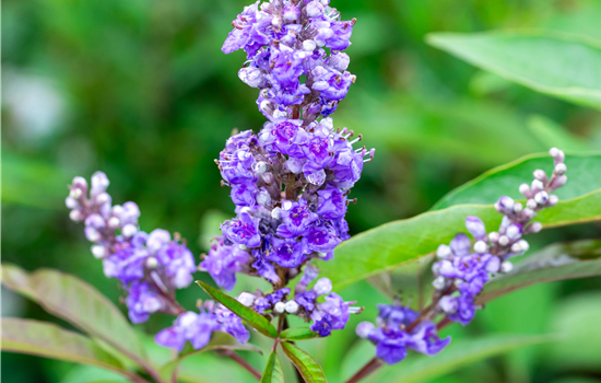 Vitex agnus-castus 'Queen Bee'