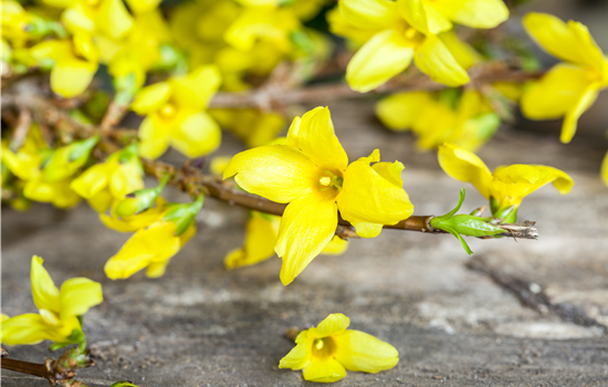 Forsythia 'Melee d'Or'