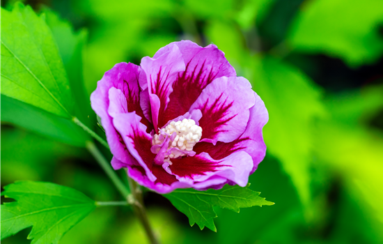 Hibiscus syr. 'Flower Tower Purple