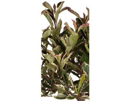 Photinia fras. 'Pink Marble'