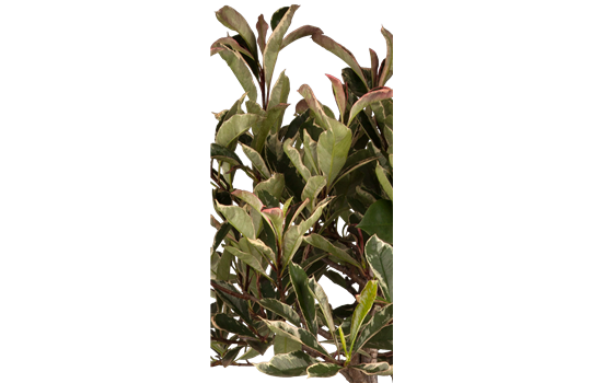Photinia fras. 'Pink Marble'