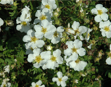 Potentilla frut. 'Creme Brulee'