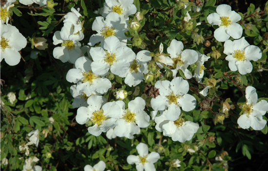 Potentilla frut. 'Creme Brulee'