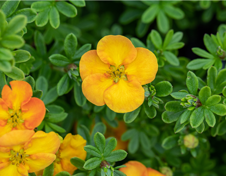 Potentilla frut. 'Hopley's Orange'