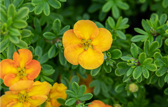 Potentilla frut. 'Hopley's Orange'