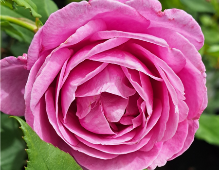 Rosa 'Carmen Würth'