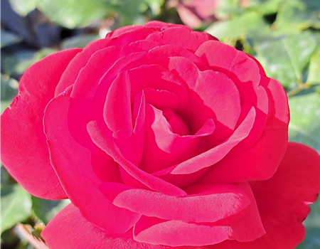 Rosa 'Corrida'