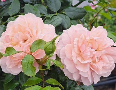 Rosa 'Garden of Roses'