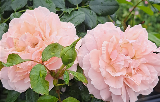 Rosa 'Garden of Roses'