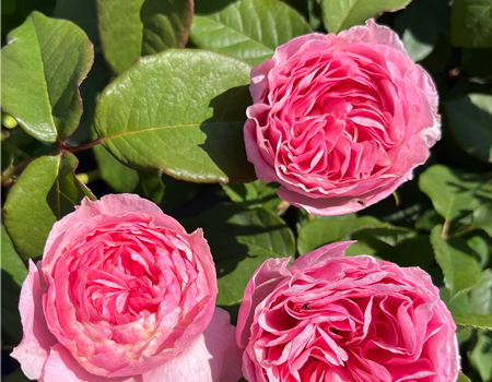 Rosa 'Gartenträume'