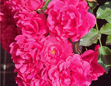 Rosa 'Gärtnerfreude'