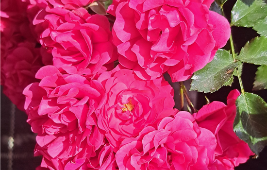 Rosa 'Gärtnerfreude'
