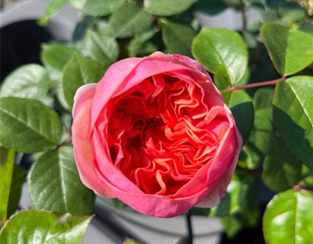 Rosa 'Chippendale'